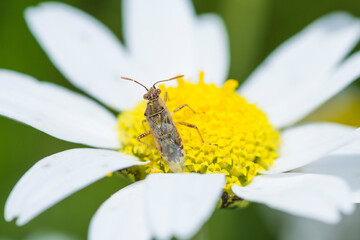 Selective focus on Hyaline Grass Bug on a flower, Liorhyssus Hyalinus