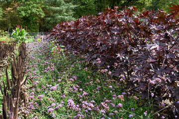 rows of Castor Oil plants (Ricinus Communis), vervain blue (Verbena hastata) and Ornamental Millet...