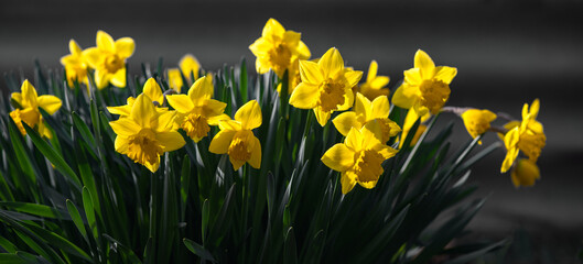 Picturesque panorama of Narcissus.Terry daffodil. Panorama of flowers in the garden.