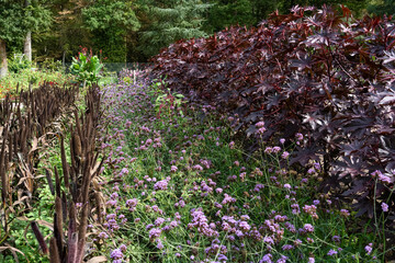 rows of Castor Oil plants (Ricinus Communis), vervain blue (Verbena hastata) and Ornamental Millet...