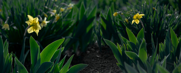 Two daffodil flowers. Panoramic shot of flowers.