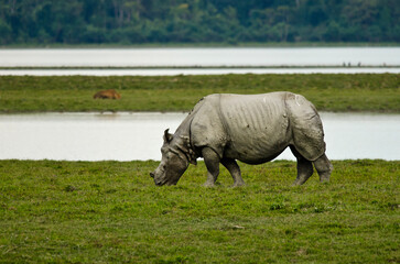 Indian rhinoceros or Rhinoceros unicornis, observed in Kaziranga National Park in Assam, India © Mihir Joshi