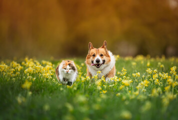 furry friends a red cat and a cheerful corgi dog are running side by side along a green meadow on a sunny spring day