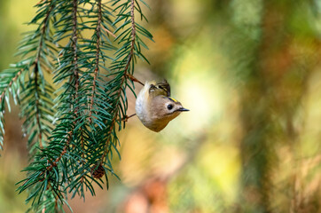 a small bird yellow-headed wren sits on spruce branches in the spring forest