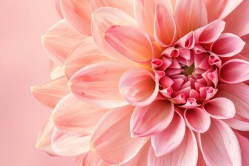 Closeup of a pink dahlia flower