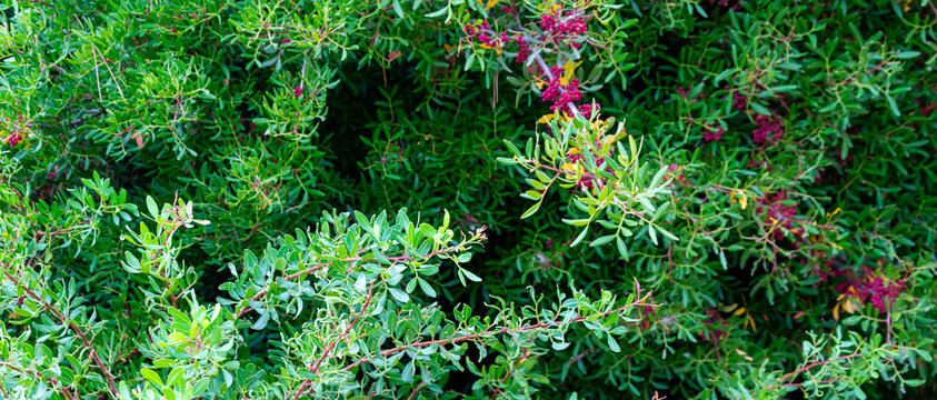 berberis rusthof on a background of green leaves