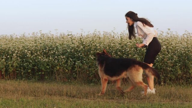 Young woman walk the dog purebred German Shepherd in summer field forest grass, playing having fun, stroking, laughing, training the animal with toy on sunset warm weather. Healthy active lifestyle
