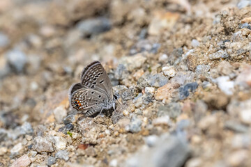 Lycaenidae / Mücevher Kelebeği / Grass Jewel / Chilades trochylus