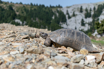 turtle on the mountain