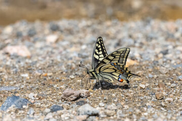 Papilionidae / Kırlangıçkuyruk / Swallowtail / Papilio machaon