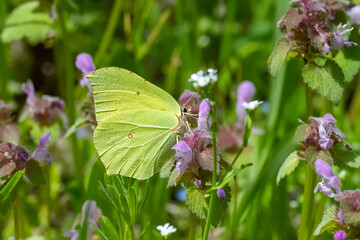 Pieridae / Orakkanat / Brimstone / Gonepteryx rhamni