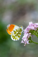  Turuncu Süslü » Anthocharis cardamines » Orange-tip