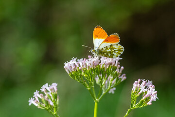  Turuncu Süslü » Anthocharis cardamines » Orange-tip
