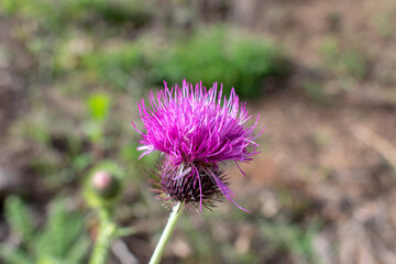 Cirsium pannonicum