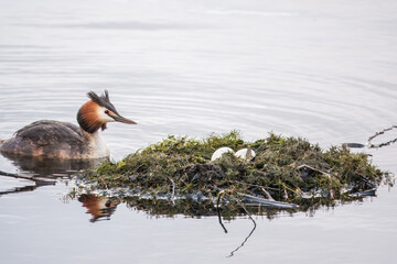 The waterfowl bird Great Crested Grebe swimming in the lake near its nest with eggs