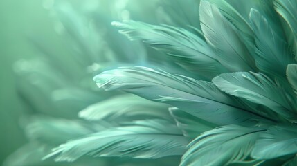 Close up photo of soft green feather color background