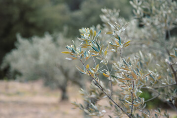 A close-up of an olive tree branch with green and yellow leaves