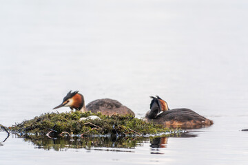 Two waterfowl birds Great Crested Grebes swim in the lake near its nest with eggs, nesting time on the green lake