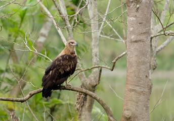 Pallas's fish eagle (Haliaeetus leucoryphus), also known as Pallas's sea eagle or band-tailed fish eagle, is a large, brownish sea eagle observed in Kaziranga National Park in Assam, India