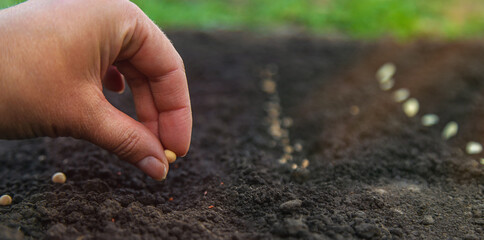 Sow seeds in the garden for rose gardens. selective focus.