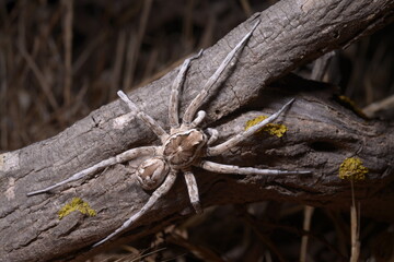 European Wolf Spider or False Tarantula Hogna radiata. On a branch, Macro., Porto Ferro, Sassari, Alghero, Sardinia, Italy - obrazy, fototapety, plakaty