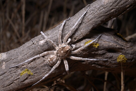 European Wolf Spider or False Tarantula Hogna radiata. On a branch, Macro., Porto Ferro, Sassari, Alghero, Sardinia, Italy