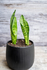 Sansevieria green plant  in a black pot 