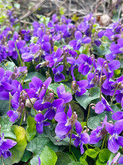 Purple wild violets  Flowers in the Nature 