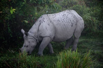 Foto op Plexiglas The Indian rhinoceros (Rhinoceros unicornis), also known as the greater one-horned rhinoceros, great Indian rhinoceros, or Indian rhino for short, observed in Kaziranga National Park in Assam, India © Mihir Joshi