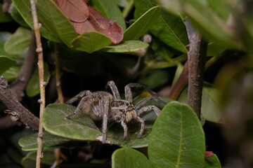 European Wolf Spider or False Tarantula Hogna radiata. In the bush Macro., Porto Ferro, Sassari,...