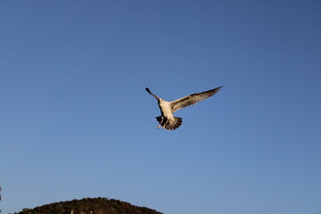 Fototapeta premium Gaviota1