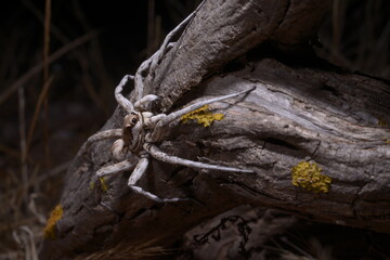 European Wolf Spider or False Tarantula Hogna radiata. On a branch, Macro., Porto Ferro, Sassari, Alghero, Sardinia, Italy