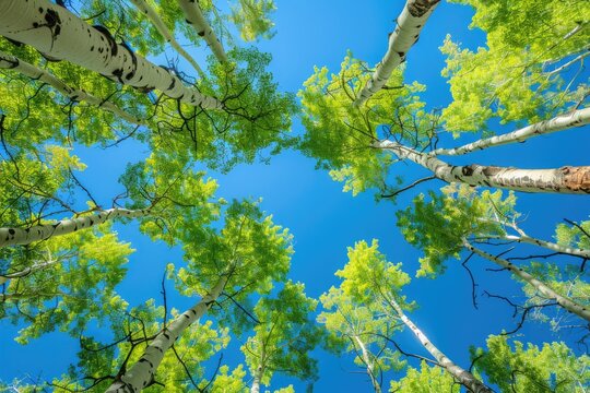 Looking up Green Forest: Trees With Blue Sky and Sunlight in Aspen Landscape