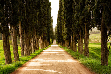 Evergreen Tuscan Cypress Trees along the countryside road:  in Tuscany, Italy.