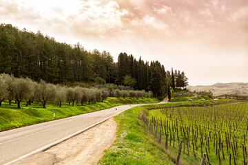 Fototapeta na wymiar Tuscany, Italy, famous State Chianty Road 222 or a Chiantigiana Strada del Vino e dell'Olio. Countryside Tuscan landscape, road between of olive oil and vineyard. Chianti Classico Wine Route. Spring 