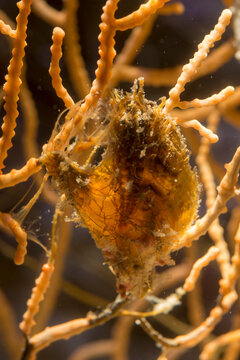 Bivalve mollusc Winged Oysters (Pteria hirundo) on Soft coral Gorgonian or Sea fan (paramuricea chameleon). Mediterranean sea, Algheo, Sardinia, Italy 