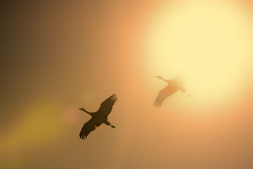 Sandhill cranes (Grus canadensis) in flight; Crane Trust; Nebraska - 773443696