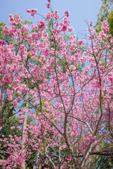 ピンク色の花びらが美しい桃の花