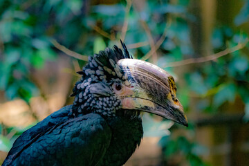 Silvery-Cheeked Hornbill Broken Beak