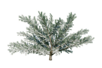 Himalayan cedar shrub (Cedrus deodara), also known as deodara cedar or just deodara. Cover in snow. Isolated for composition.