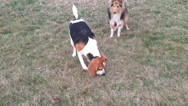 Beagle and Sheltie outside. Two dogs playing the game with each other. Beagle dog and Shetland Sheepdog play together. Beagle dog wallowing on the grass. Two dogs playing a game together