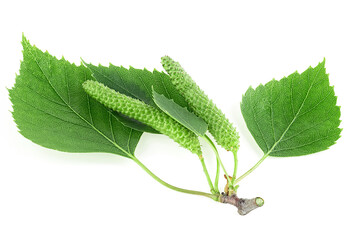 Young branch of birch with buds and green leaves isolated on a white background
