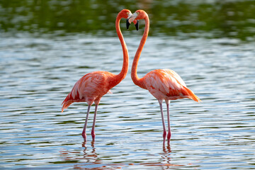 Flamingos Heart