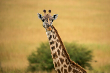 Giraffe Headshot