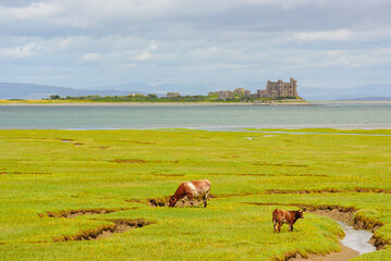 Piel Castle, Barrow-in-Furness, England viewed from Walney Nature Reserve.