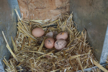 dirty brown eggs in the laying nest