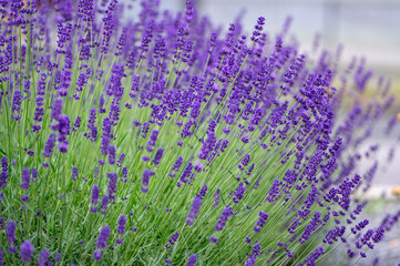 Lavandula angustifolia bunch of flowers in bloom, purple scented flowering bouquet of plant