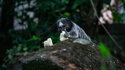 Macaco Sagui Banana Mata Atlântica Floresta Primata Pequeno Fauna Selvagem Alimentação Fruta...