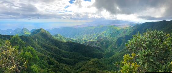 Wild nature of Anaga relict rainforest, Tenerife, Spain - obrazy, fototapety, plakaty