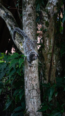 Macaco Sagui Banana Mata Atlântica Floresta Primata Pequeno Fauna Selvagem Alimentação Fruta Natureza Brasil Biodiversidade Arbóreo Árvore Folhagem Cipó Tropical Comportamento Animal Verde